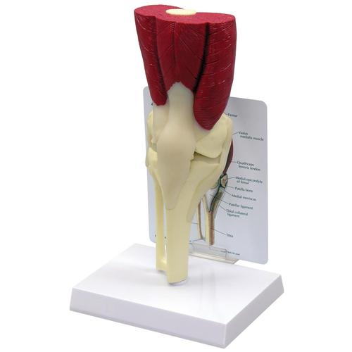 Muscled Knee Model, 1019501, Muscle Models