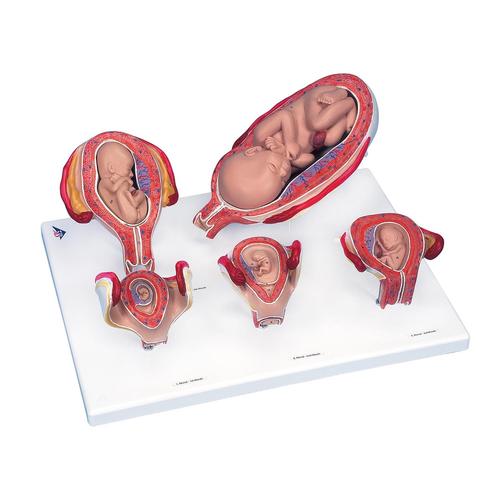Intro to Obstetrics Lab Basic Set, 8000877 [3011904], Obstetrics