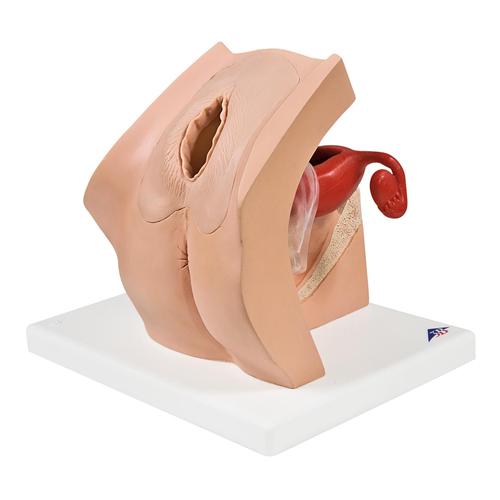 Intro to Gynecology Lab Set, 8000879 [3011906], Simulation Kits