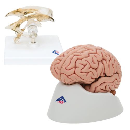 Anatomy Set Brain and Ventricle, 8000842, Anatomy Sets