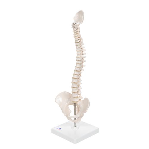 Mini Human Spinal Column Model, Flexible Mounted, on Removable Base - 3B Smart Anatomy, 1000043 [A18/21], Mini Skeleton Models