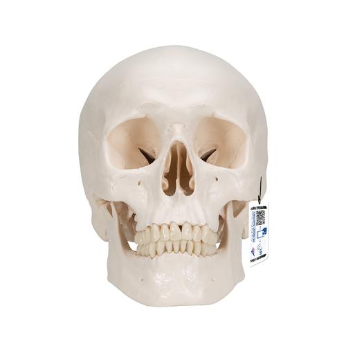 Classic Human Skull Model with Brain, 8-parts - 3B Smart Anatomy, 1020162 [A20/9], Human Skull Models