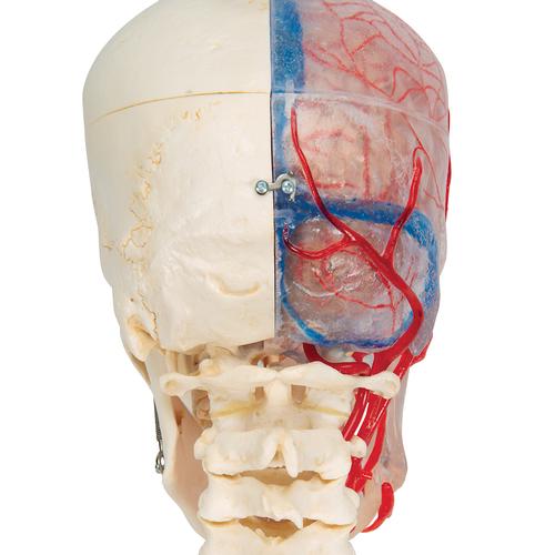 BONElike Human Skull Model, Half Transparent & Half Bony, Complete with Brain & Vertebrae - 3B Smart Anatomy, 1000064 [A283], Human Skull Models