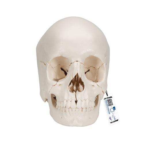 Beauchene Adult Human Skull Model, Bone Colored Version, 22 part - 3B Smart Anatomy, 1000068 [A290], Human Skull Models