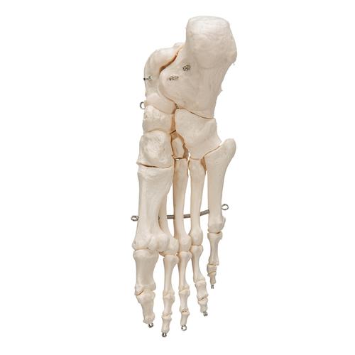 Human Foot Skeleton, Wire Mounted - 3B Smart Anatomy, 1019355 [A30], Leg and Foot Skeleton Models