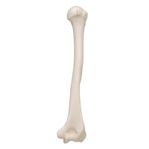 Human Humerus Model - 3B Smart Anatomy, 1019372 [A45/1], Arm and Hand Skeleton Models