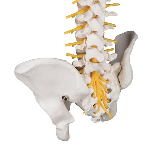 Deluxe Flexible Human Spine Model with Sacral Opening - 3B Smart Anatomy, 1000125 [A58/5], Human Spine Models