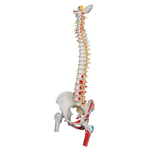 Deluxe Flexible Spine Model with Femur Heads, Painted Muscles & Sacral Opening - 3B Smart Anatomy, 1000127 [A58/7], Human Spine Models