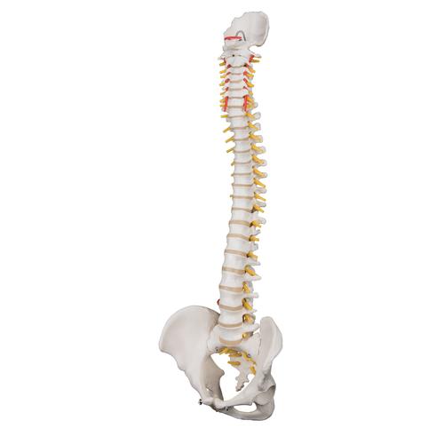 Highly Flexible Human Spine Model, Mounted on a Flexible Core - 3B Smart Anatomy, 1000130 [A59/1], Human Spine Models