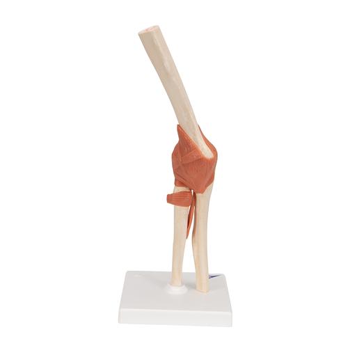 Functional Human Elbow Joint Model with Ligaments & Marked Cartilage - 3B Smart Anatomy, 1000166 [A83/1], Joint Models
