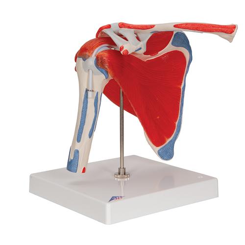 Human Shoulder Joint Model with Rotator Cuff & 4 Removable Muscles, 5 part - 3B Smart Anatomy, 1000176 [A880], Muscle Models
