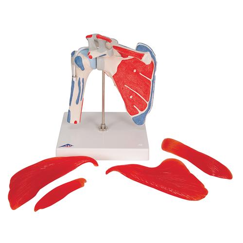 Human Shoulder Joint Model with Rotator Cuff & 4 Removable Muscles, 5 part - 3B Smart Anatomy, 1000176 [A880], Muscle Models