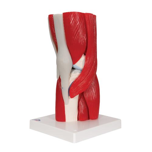 Human Knee Joint Model with Removable Muscles, 12 part - 3B Smart Anatomy, 1000178 [A882], Muscle Models