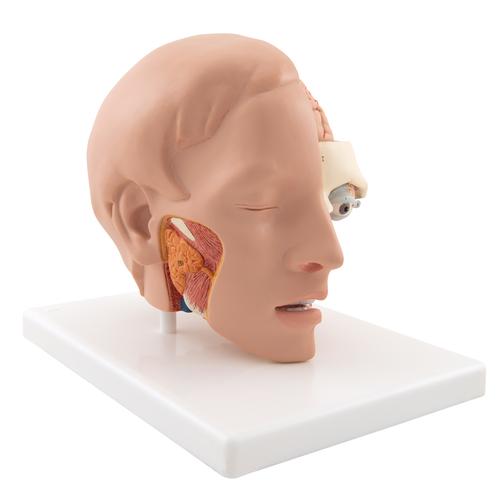 Human Head Model, 6 part - 3B Smart Anatomy, 1000217 [C09/1], Head Models