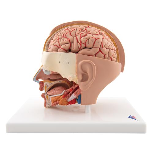 Human Head Model, 6 part - 3B Smart Anatomy, 1000217 [C09/1], Head Models