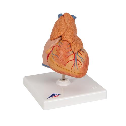 Classic Human Heart Model with Thymus, 3 part - 3B Smart Anatomy, 1000265 [G08/1], Human Heart Models