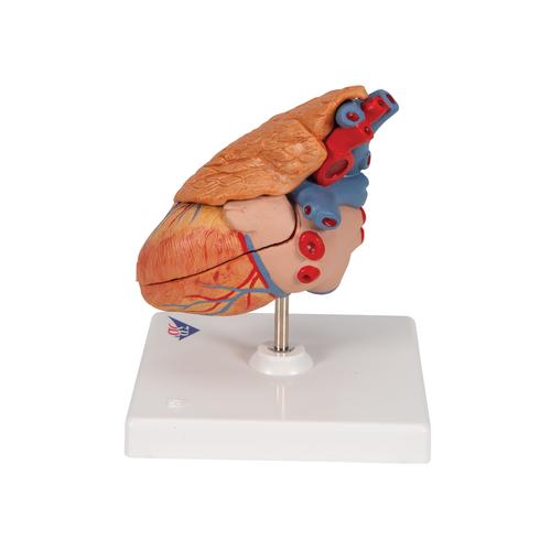 Classic Human Heart Model with Thymus, 3 part - 3B Smart Anatomy, 1000265 [G08/1], Human Heart Models