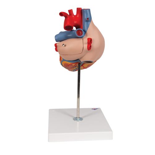 Human Heart Model, 2-times Life-Size, 4 part - 3B Smart Anatomy, 1000268 [G12], Human Heart Models