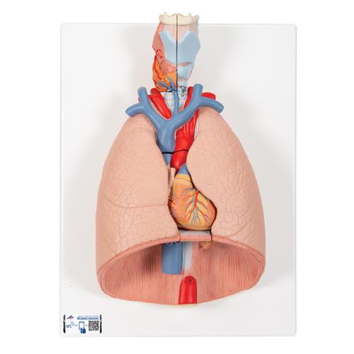 Human Lung Model with Larynx, 7 part - 3B Smart Anatomy, 1000270 [G15], Lung Models