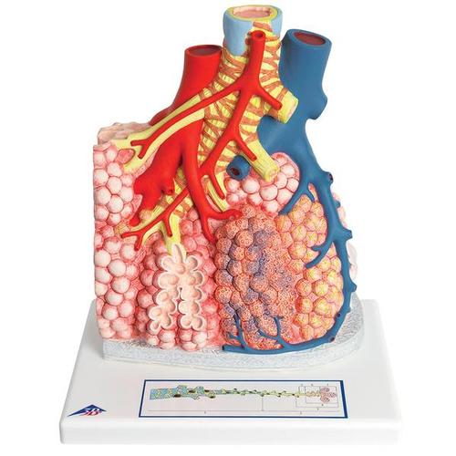 Model of Pulmonary Lobule with Surrounding Blood Vessels, 130 times Magnified - 3B Smart Anatomy, 1008493 [G60], Lung Models