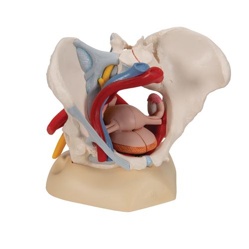 Human Female Pelvis Skeleton Model with Ligaments, Vessels, Nerves, Pelvic Floor Muscles & Organs, 6 part - 3B Smart Anatomy, 1000288 [H20/4], Genital and Pelvis Models