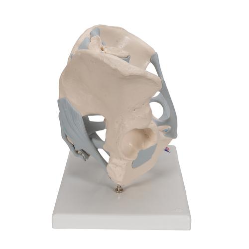 Human Male Pelvis Skeleton Model with Ligaments, 2 part - 3B Smart Anatomy, 1013281 [H21/2], Genital and Pelvis Models