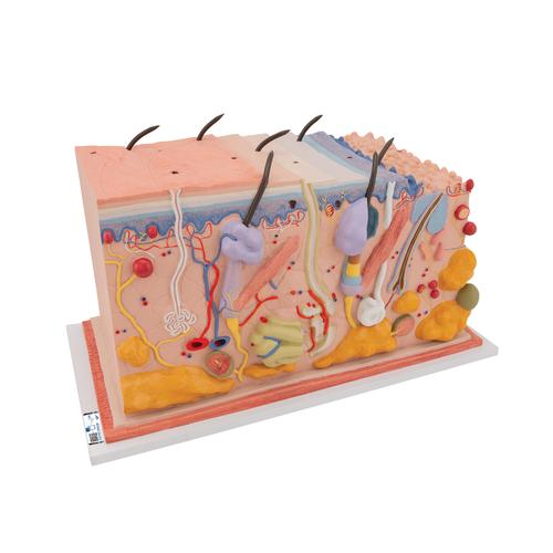 Human Skin Section Model, 70 times Full-Size - 3B Smart Anatomy, 1000291 [J13], Skin Models