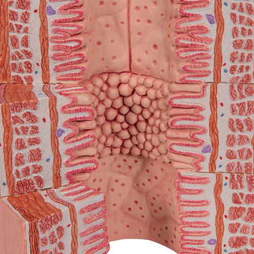 3B MICROanatomy Digestive System Model, 20-times Magnified - 3B Smart Anatomy, 1000311 [K23], Digestive System Models