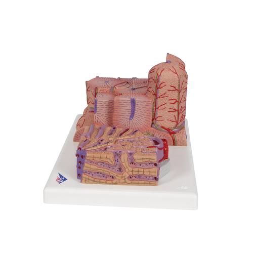 3B MICROanatomy Liver Model - 3B Smart Anatomy, 1000312 [K24], Microanatomy Models 