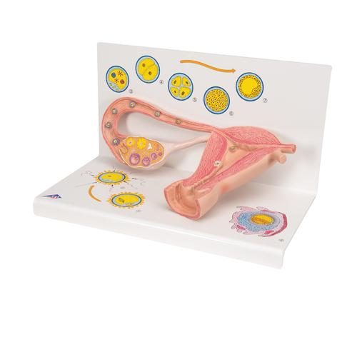 Ovaries & Fallopian Tubes Model with Stages of Fertilization, 2-times magnified - 3B Smart Anatomy, 1000320 [L01], Human
