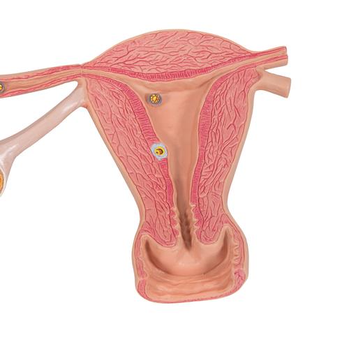 Ovaries & Fallopian Tubes Model with Stages of Fertilization, 2-times magnified - 3B Smart Anatomy, 1000320 [L01], Human