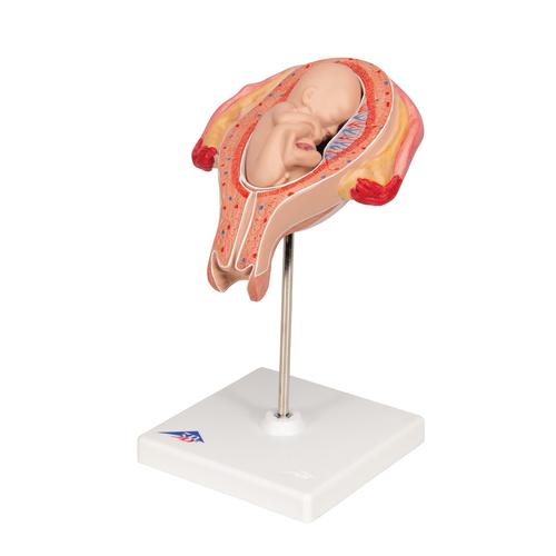 Fetus Model, 5th Month in Breech Position - 3B Smart Anatomy, 1018630 [L10/5], Human