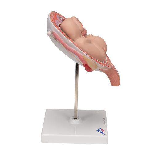 Twin Fetuses Model, 5th Month in Normal Position - 3B Smart Anatomy, 1000328 [L10/7], Human