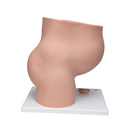 Pregnancy Pelvis Model in Median Section with Removable Fetus (40 weeks), 3 part - 3B Smart Anatomy, 1000333 [L20], Human