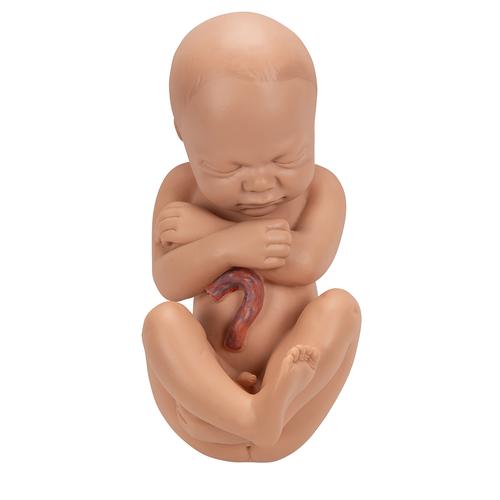 Pregnancy Pelvis Model in Median Section with Removable Fetus (40 weeks), 3 part - 3B Smart Anatomy, 1000333 [L20], Human