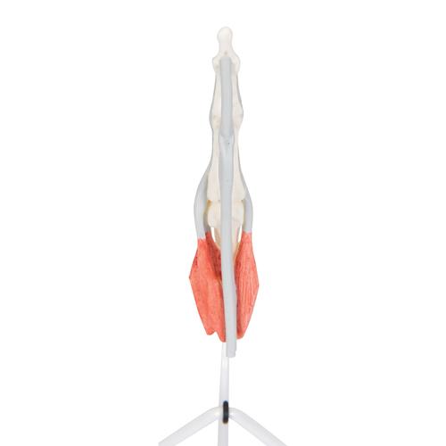 Life-Size Finger Model with Muscles & Tendons - 3B Smart Anatomy, 1000350 [M19], Arm and Hand Skeleton Models