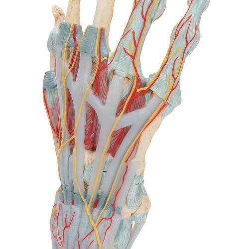 Hand Skeleton Model with Ligaments & Muscles - 3B Smart Anatomy, 1000358 [M33/1], Arm and Hand Skeleton Models