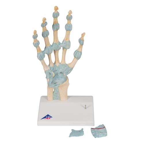 Hand Skeleton Model with Ligaments & Carpal Tunnel - 3B Smart Anatomy, 1000357 [M33], Arm and Hand Skeleton Models