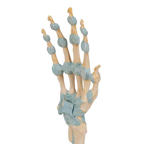 Hand Skeleton Model with Ligaments & Carpal Tunnel - 3B Smart Anatomy, 1000357 [M33], Arm and Hand Skeleton Models