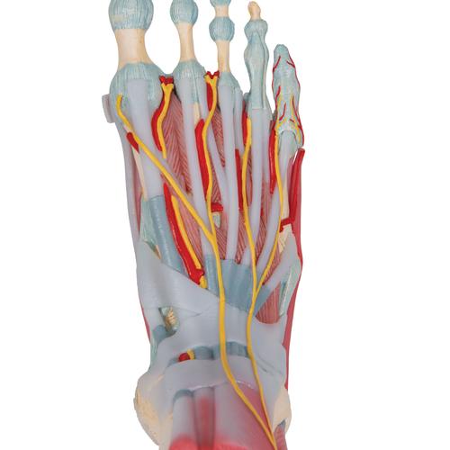 Foot Skeleton Model with Ligaments & Muscles - 3B Smart Anatomy, 1019421 [M34/1], Joint Models