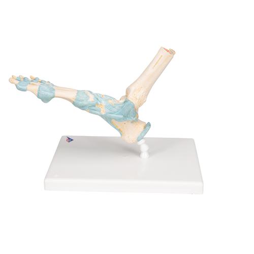 Foot Skeleton Model with Ligaments - 3B Smart Anatomy, 1000359 [M34], Leg and Foot Skeleton Models