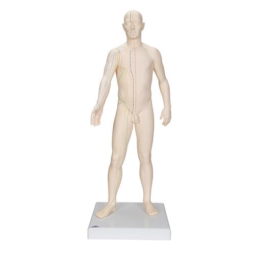 Acupuncture Model, male, 1000378 [N30], Acupuncture Charts and Models