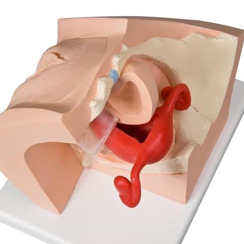 Model for GynaecologicalPatient Education - 3B Smart Anatomy, 1013705 [P53], Women's Health Education