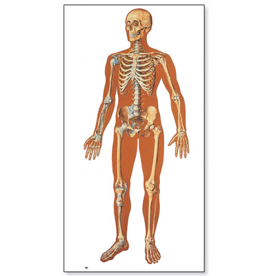 The Human Skeleton Chart, front, 4006512 [V2001U], Skeletal System