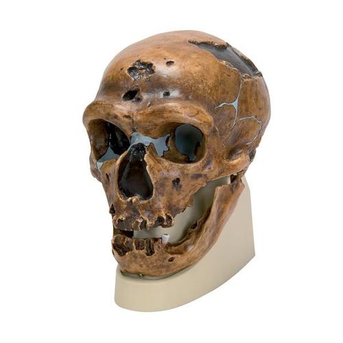 Replica Homo Neanderthalensis Skull (La Chapelle-aux-Saints 1), 1001294 [VP751/1], Anthropological Skulls