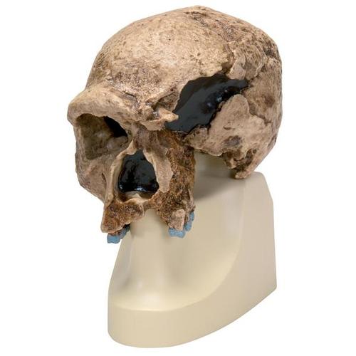 Replica Homo steinheimnensis Skull (Berkhemer, 1936), 1001296 [VP753/1], Human Skull Models