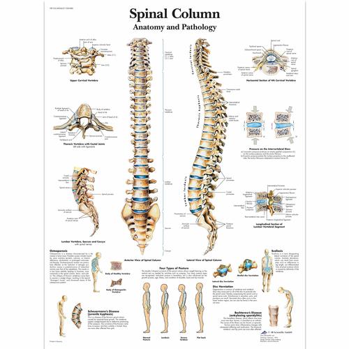 Spinal Column Chart, 4006657 [VR1152UU], Skeletal System