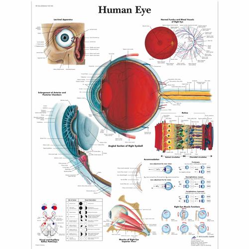 Human Eye Chart, 4006665 [VR1226UU], Ophthalmology