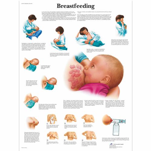 Breastfeeding Chart, 4006706 [VR1557UU], Parenting Education