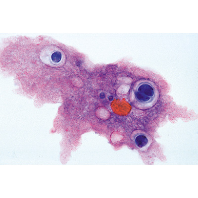 Protozoa - Portuguese Slides, 1003849 [W13001P], Microscope Slides LIEDER